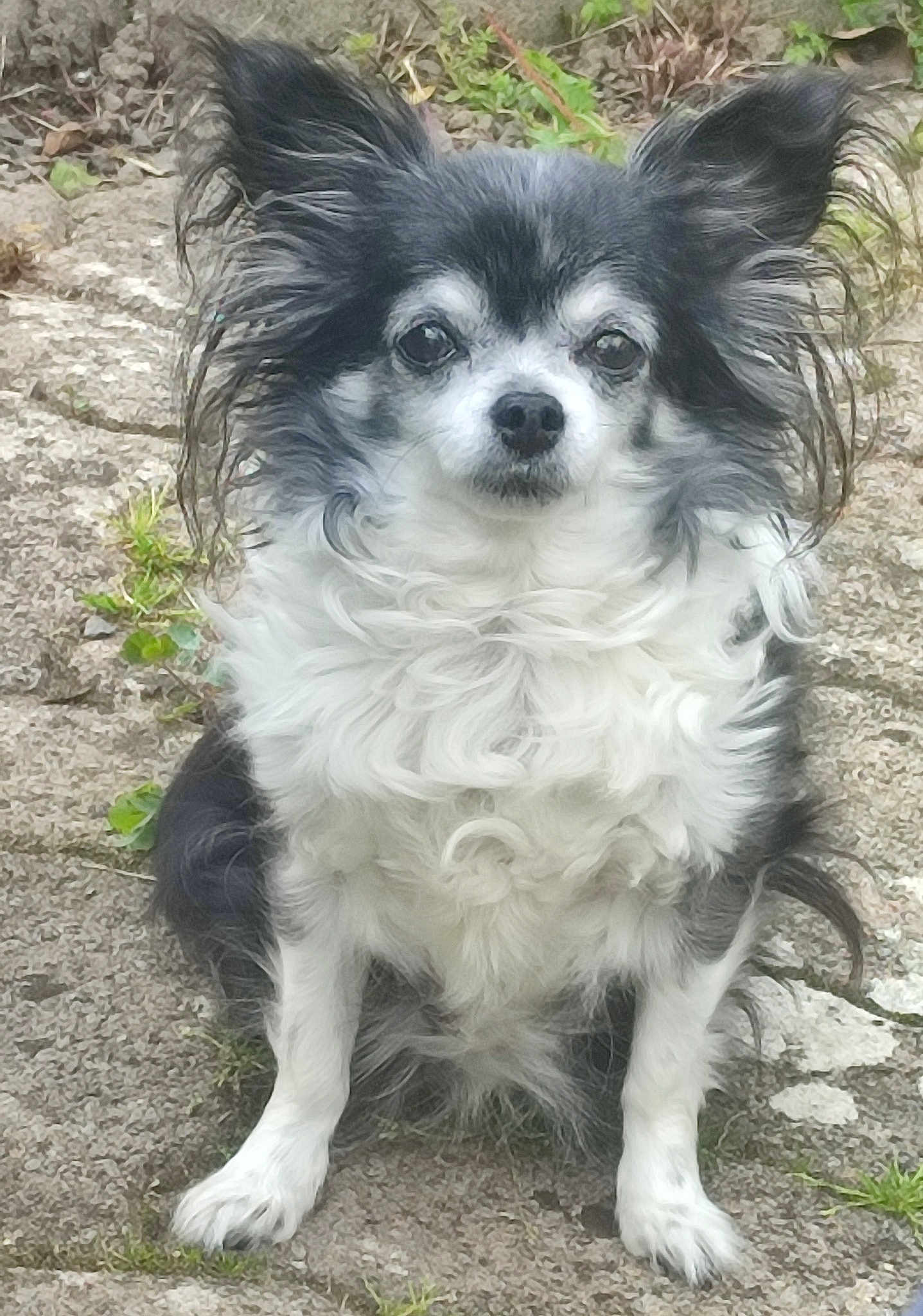 Dina