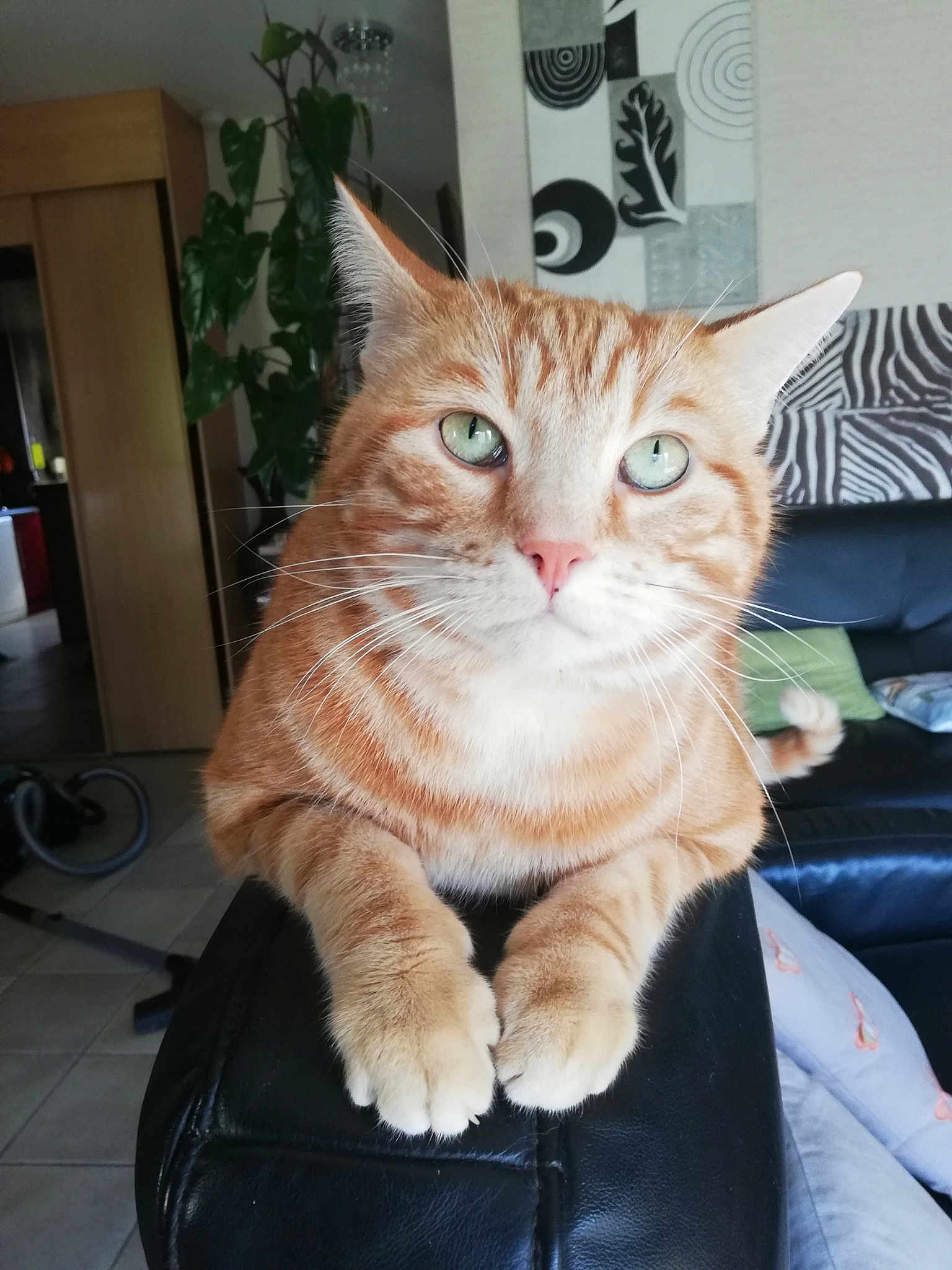 Alf