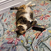 Lili participe au concours pour gagner de l'argent avec cette photo : cat, animal, pet, bed, blanket, floral_pattern, remote_control, indoor, relaxed, fur, striped, whiskers, cute, sleepy, cozy, domestic, resting, paw, tail, home