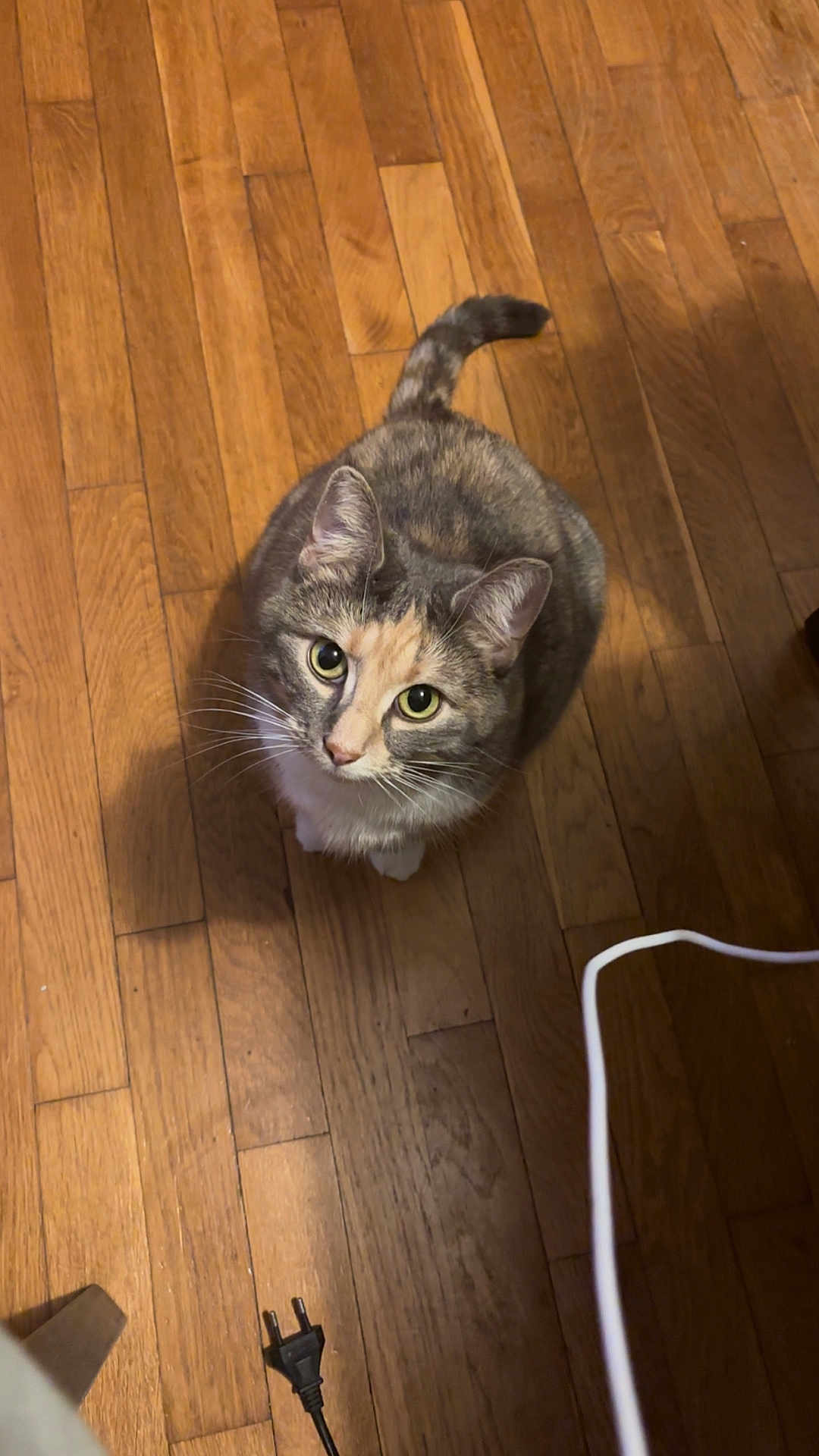 Lili participe au concours pour gagner de l'argent avec cette photo : cat, pet, animal, wooden_floor, curious, looking_up, indoor, feline, whiskers, ears, tail, domestic_cat, flooring, plug, cable, household, cute, fur, tabby, playful