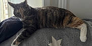 Lili a rejoint le concours — aidez-le/la à gagner de superbes lots ! cat, tabby_cat, white_paws, couch, blanket, star_pattern, indoor, window, relaxed, pet, feline, fur, domestic_animal, resting, curious, side_view, soft_light, home, cozy, animal