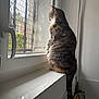 Lili a rejoint le concours — aidez-le/la à gagner de superbes lots ! cat, tabby_cat, windowsill, window, indoor, pet, animal, fur, striped, light, reflection, quiet, contemplative, sitting, tail, home, fence, daylight, wall, handle