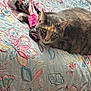 Lili participe au concours pour gagner de l'argent avec cette photo : cat, tabby_cat, doll, bedspread, floral_pattern, quilt, toy, indoor, pet, animal, fabric, colorful, cute, resting, feline, closeup, patterned, soft, bed, relaxing