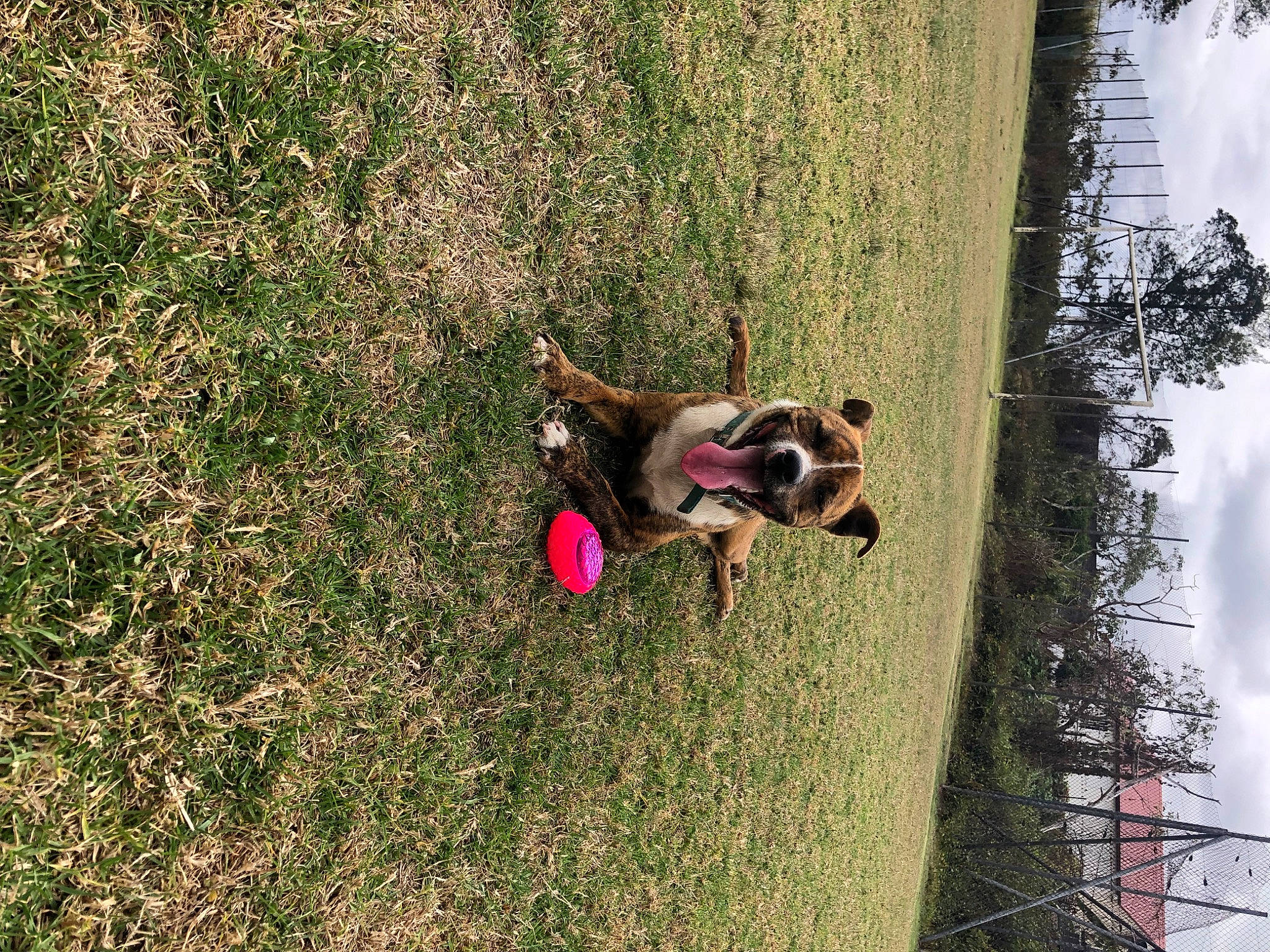 Hichyro participe au concours pour gagner de l'argent avec cette photo : canidae, carnivore, cloud, companion_dog, dog, dog_breed, fawn, grass, landscape, leisure, people_in_nature, plant, recreation, sky, sporting_group, spring, tree, water, wood, working_animal