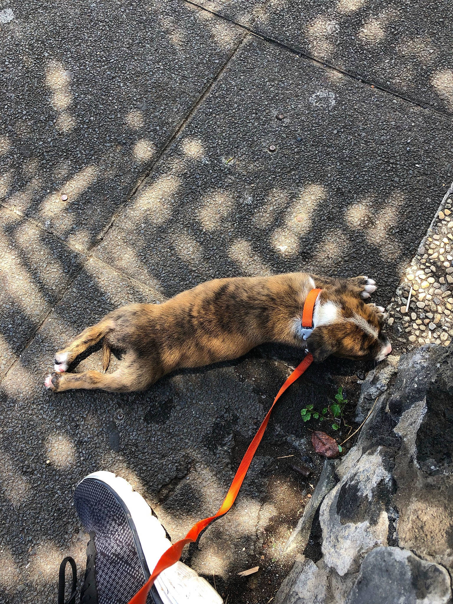 Hichyro participe au concours pour gagner de l'argent avec cette photo : canidae, carnivore, claw, collar, dog, dog_breed, fawn, fish, fur, leash, pet_supply, road_surface, rock, shadow, snout, sporting_group, tail, terrestrial_animal, wildlife, working_animal