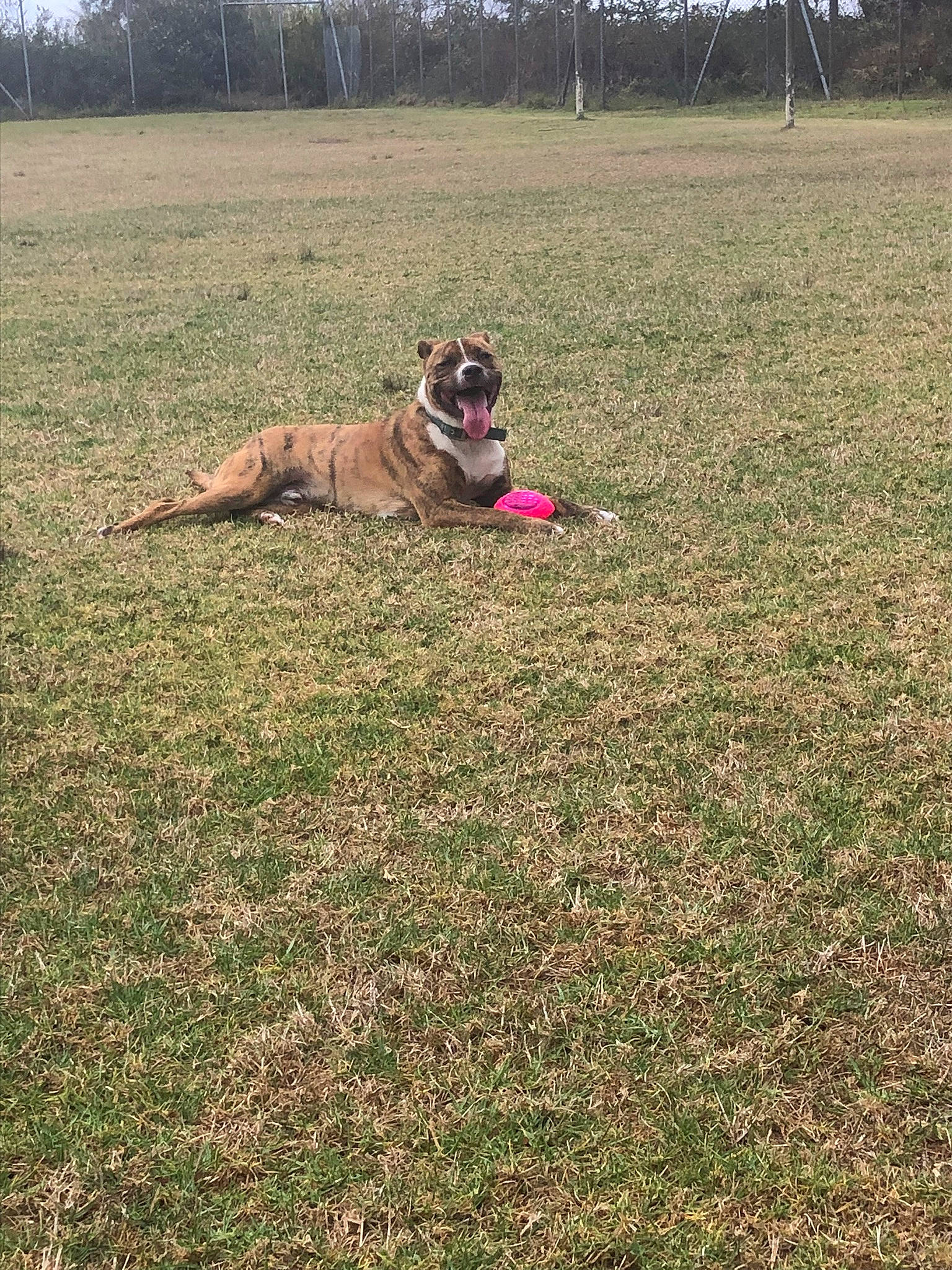 Hichyro a rejoint le concours — aidez-le/la à gagner de superbes lots ! canidae, carnivore, companion_dog, dog, dog_breed, fawn, grass, grassland, guard_dog, landscape, lawn, lure_coursing, molosser, pasture, plant, prairie, soil, sporting_group, tree, working_dog