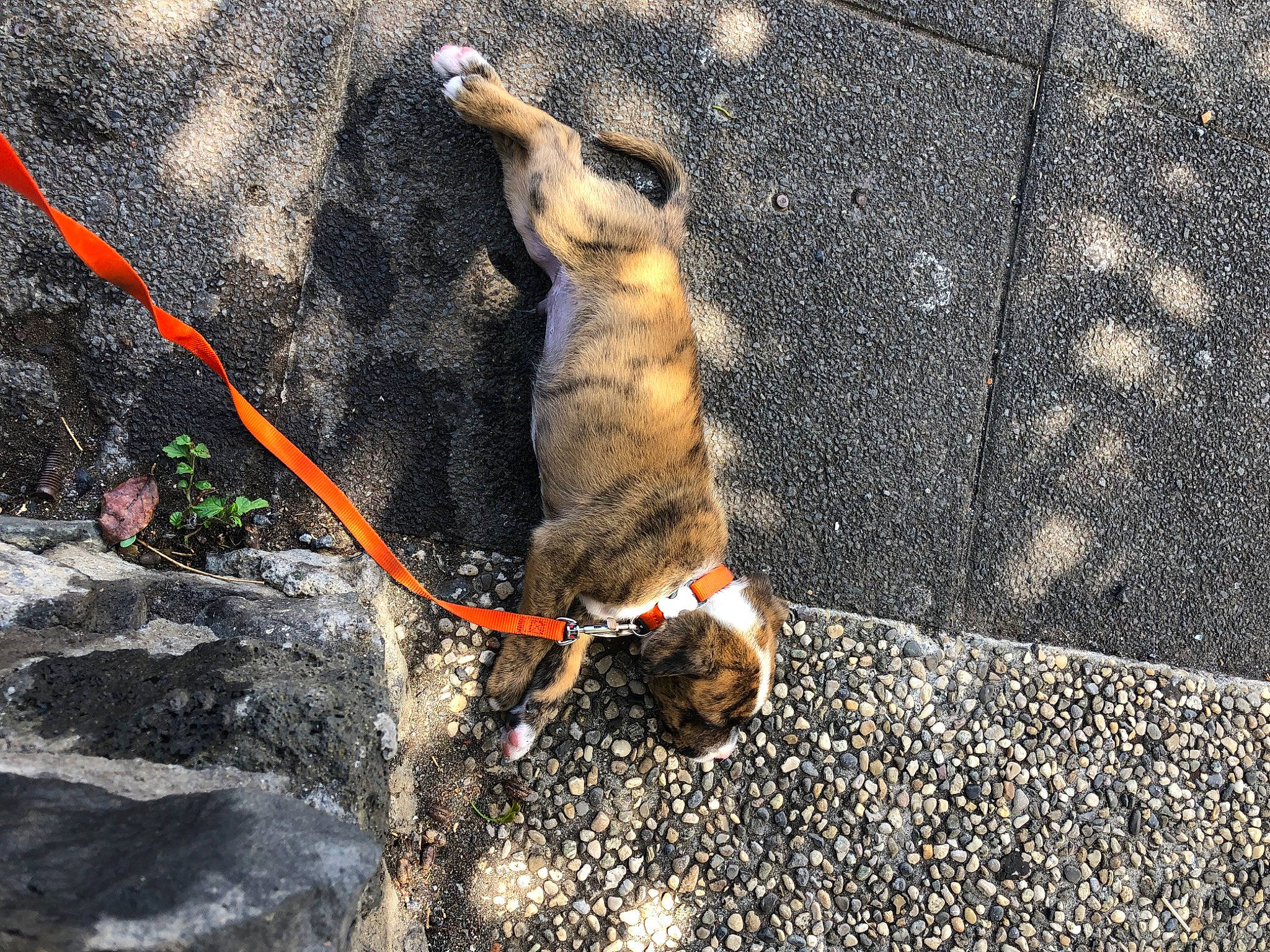 Hichyro a rejoint le concours — aidez-le/la à gagner de superbes lots ! asphalt, bedrock, canidae, carnivore, collar, concrete, dog, dog_breed, leash, organism, pet_supply, recreation, road_surface, rock, rock_climbing_equipment, rope_rhythmic_gymnastics, shadow, soil, sporting_group, tail