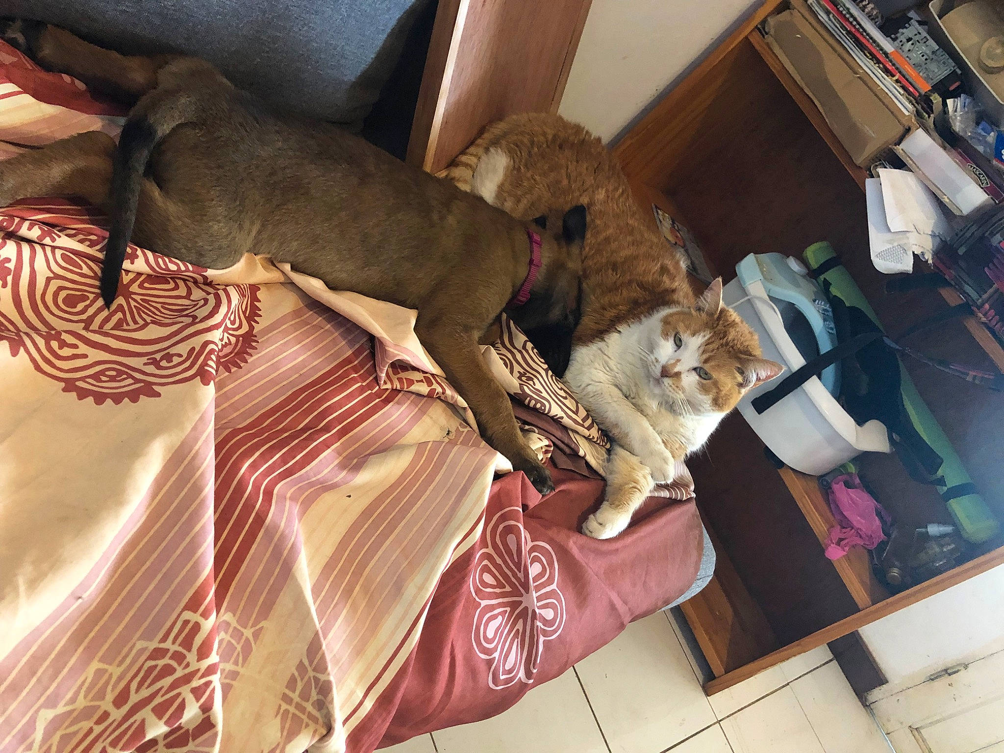 Caramiel a rejoint le concours — aidez-le/la à gagner de superbes lots ! carnivore, cat, comfort, companion_dog, couch, domestic_short_haired_cat, fawn, felidae, flooring, fur, hardwood, human_leg, lap, plant, room, small_to_medium_sized_cats, tail, tree, whiskers, wood