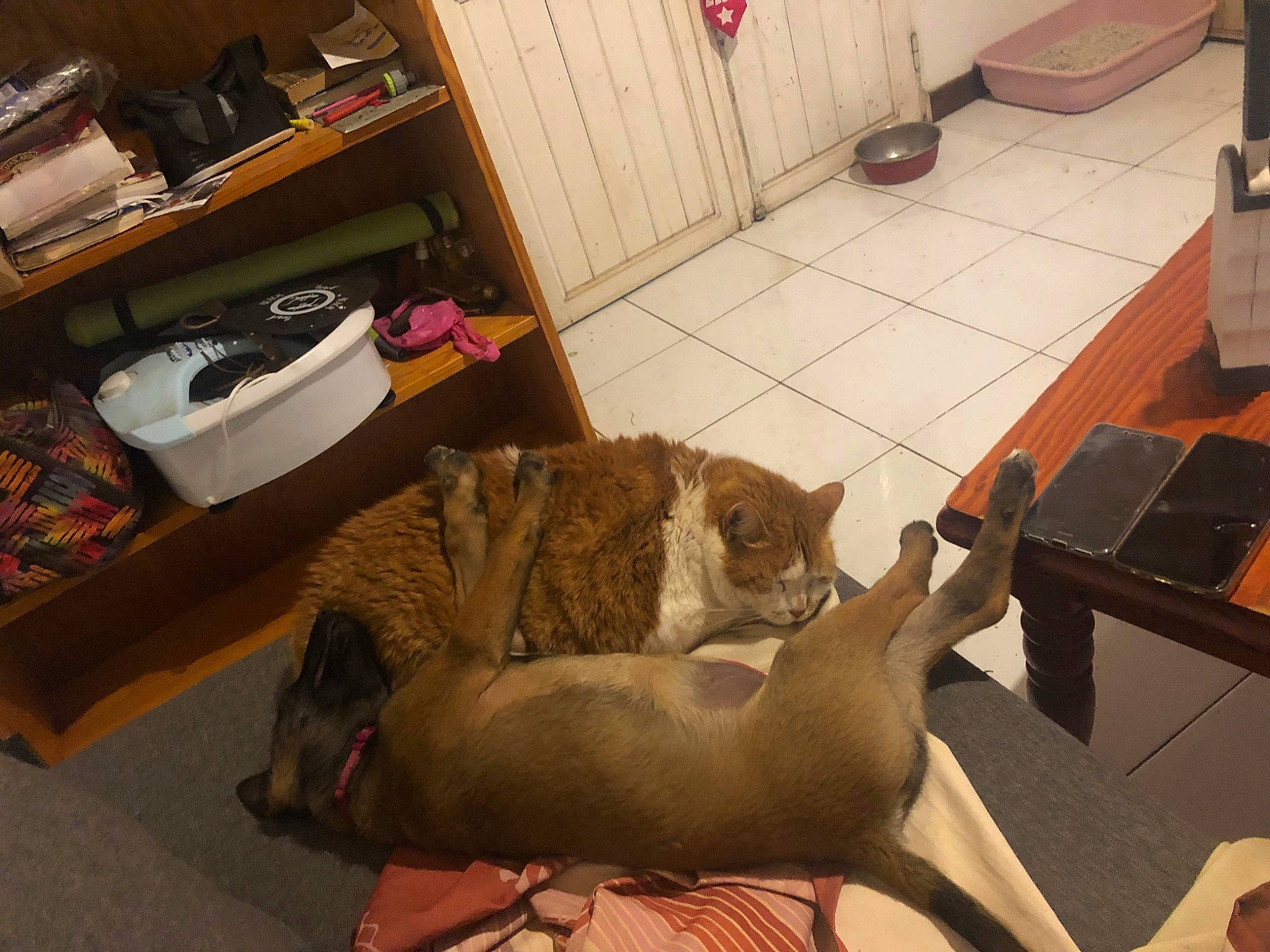 Caramiel participe au concours pour gagner de l'argent avec cette photo : box, canidae, carnivore, cat, comfort, domestic_short_haired_cat, fawn, felidae, flooring, fur, hardwood, living_room, mammal, room, shipping_box, small_to_medium_sized_cats, tail, vertebrate, whiskers, wood