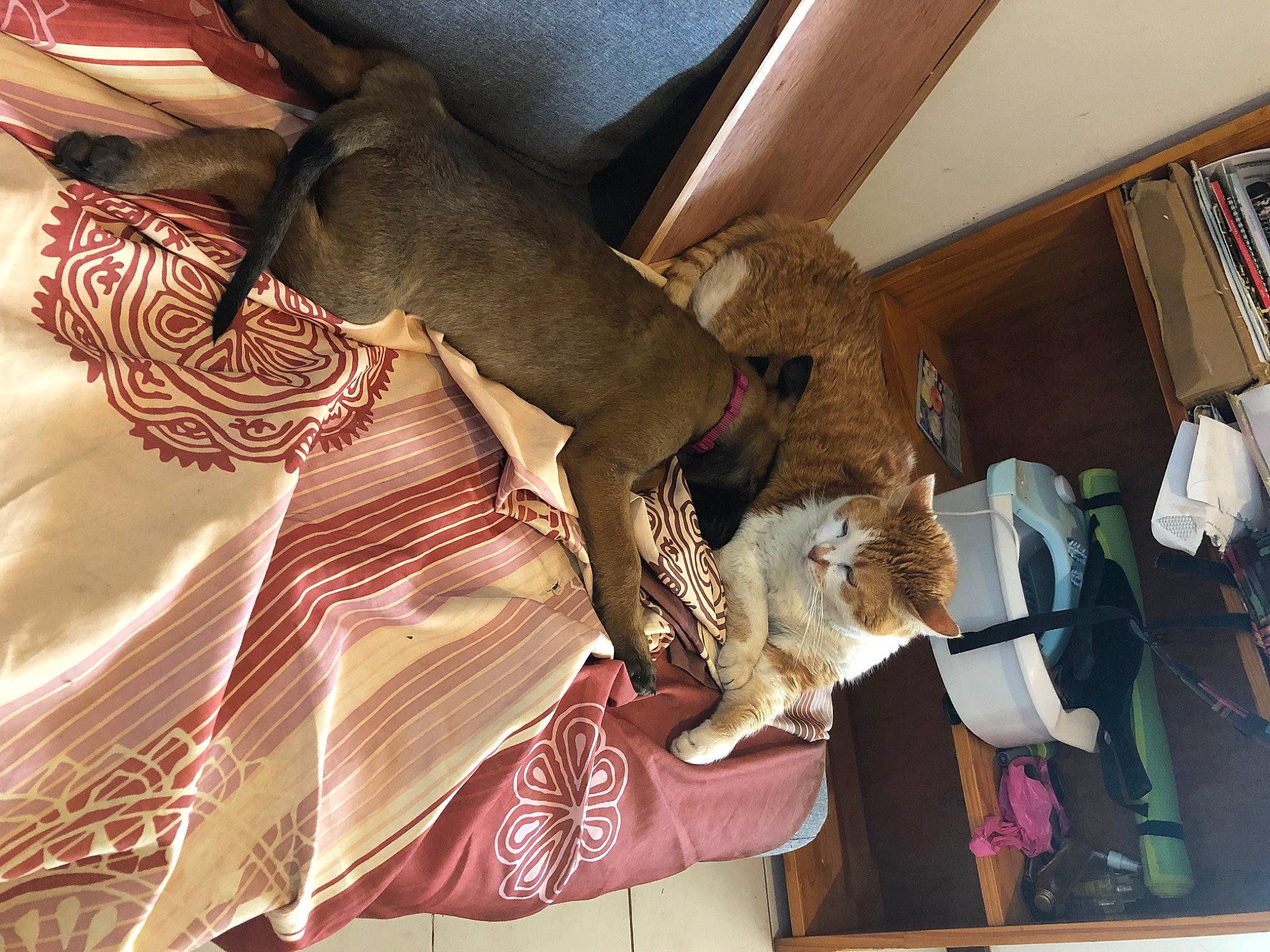 Caramiel a rejoint le concours — aidez-le/la à gagner de superbes lots ! comfort, event, fashion_design, felidae, fun, fur, human_leg, natural_material, pattern, room, shelf, small_to_medium_sized_cats, sporting_group, thigh, visual_arts, wood