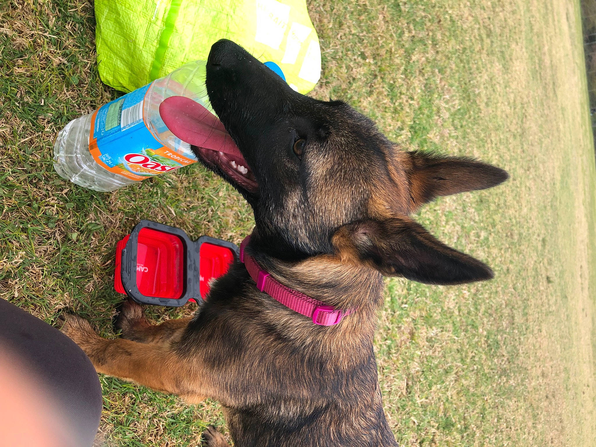 Hathéna participe au concours pour gagner de l'argent avec cette photo : canidae, carnivore, collar, companion_dog, dog, dog_breed, dog_collar, dog_supply, electric_blue, fawn, foot, german_shepherd_dog, gesture, grass, human_leg, liver, pet_supply, plant, sporting_group, working_animal