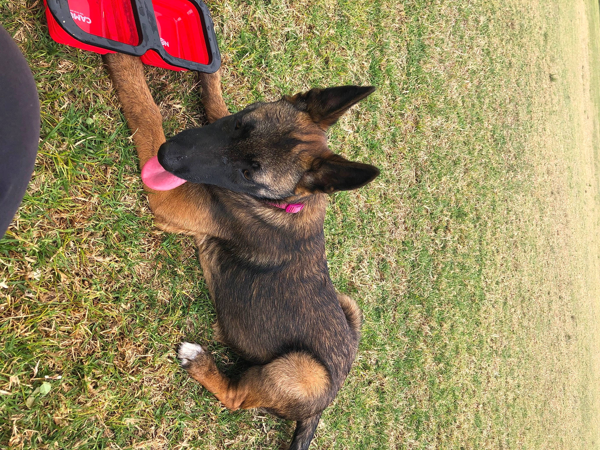 Hathéna participe au concours pour gagner de l'argent avec cette photo : canidae, carnivore, collar, companion_dog, dog, dog_breed, east_european_shepherd, fawn, fur, german_shepherd_dog, gesture, grass, herding_dog, king_shepherd, paw, snout, sporting_group, tail, working_animal, working_dog