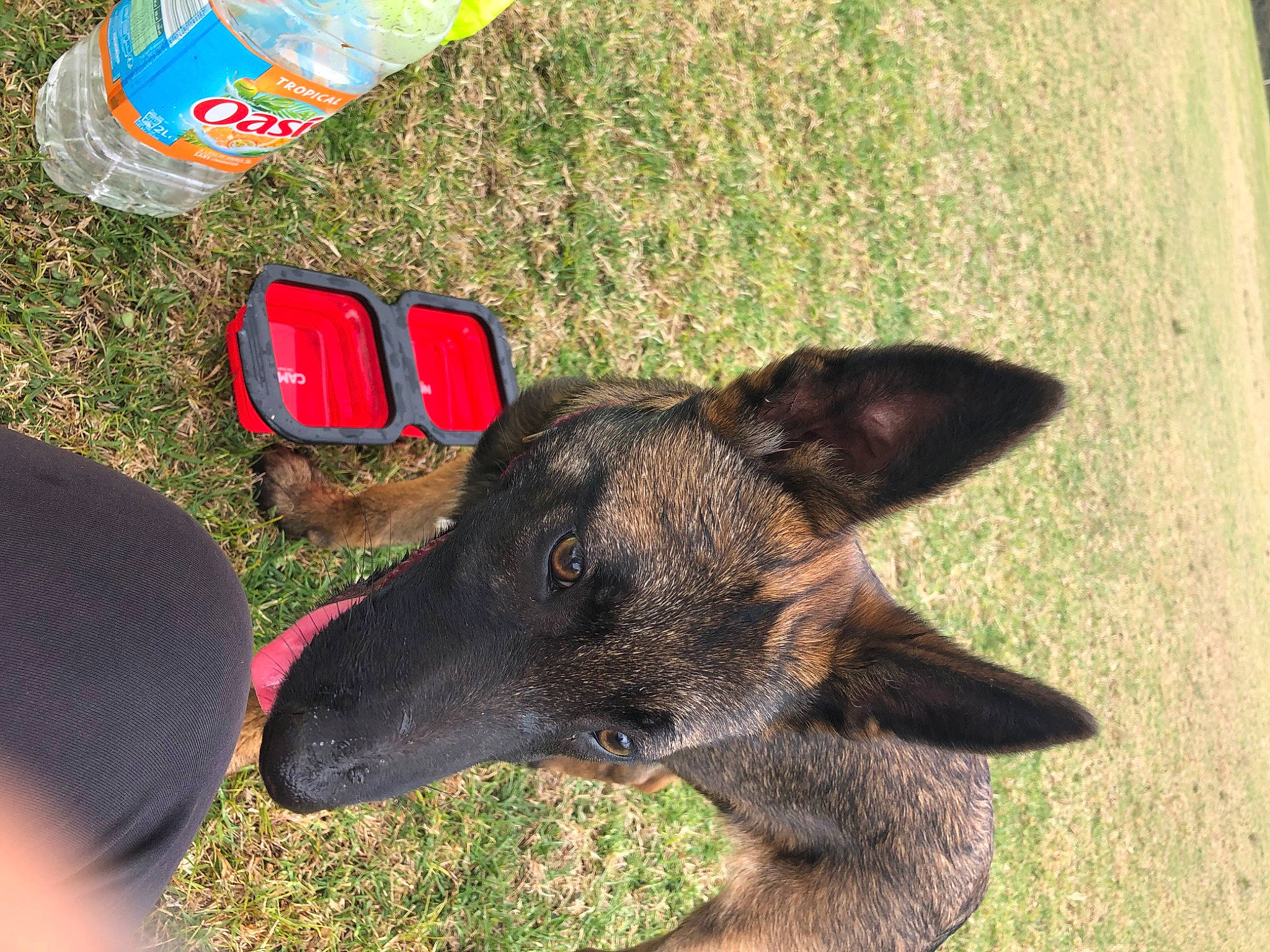 Hathéna participe au concours pour gagner de l'argent avec cette photo : canidae, carnivore, companion_dog, dog, dog_breed, dog_supply, fawn, german_shepherd_dog, grass, herding_dog, old_german_shepherd_dog, plant, sporting_group, terrestrial_animal, working_animal, working_dog