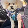 animal, blurred_background, car, closeup, cute, denim_jacket, dog, eyes, fluffy, fur, harness, indoors, leash, nose, pet, poodle, portrait, seat, sitting, white_dog
