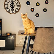 Shanks participe au concours pour gagner de l'argent avec cette photo : cat, chair, cozy, curious, cute, domestic_cat, floor_tiles, furniture, home, indoor, living_room, modern_decor, orange_tabby, pet, remote_control, sitting, table, vinyl_records, wall_art, wall_clock