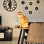 cat, chair, cozy, curious, cute, domestic_cat, floor_tiles, furniture, home, indoor, living_room, modern_decor, orange_tabby, pet, remote_control, sitting, table, vinyl_records, wall_art, wall_clock