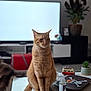 Shanks a rejoint le concours — aidez-le/la à gagner de superbes lots ! animal, bottle, cat, domestic_cat, ears, fur, furniture, houseplant, indoor, living_room, orange_tabby, pet, plate, potted_plant, sitting, table, tail, television, toy_van, whiskers