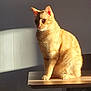 animal, calm, cat, domestic_cat, ears, feline, fur, home, indoor, looking, orange_cat, pet, quiet, shadow, sitting, sunlight, tabby, table, whiskers, wooden_table