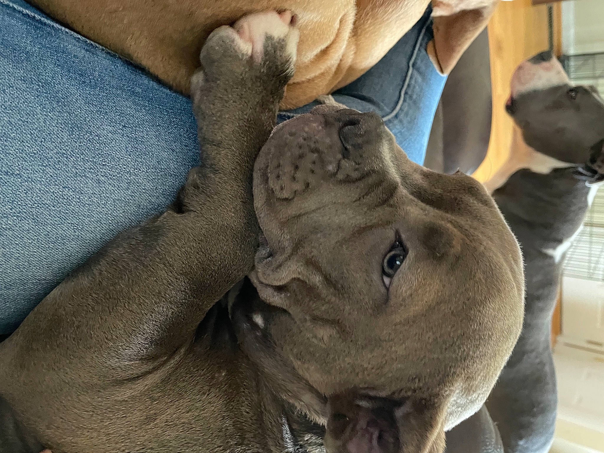 Lou Lou joined the competition — help win amazing prizes! art, carving, chest, ear, elephant, elephants_and_mammoths, fawn, finger, gesture, hat, indian_elephant, jaw, nail, sculpture, snout, terrestrial_animal, tree, wildlife, working_animal, wrinkle