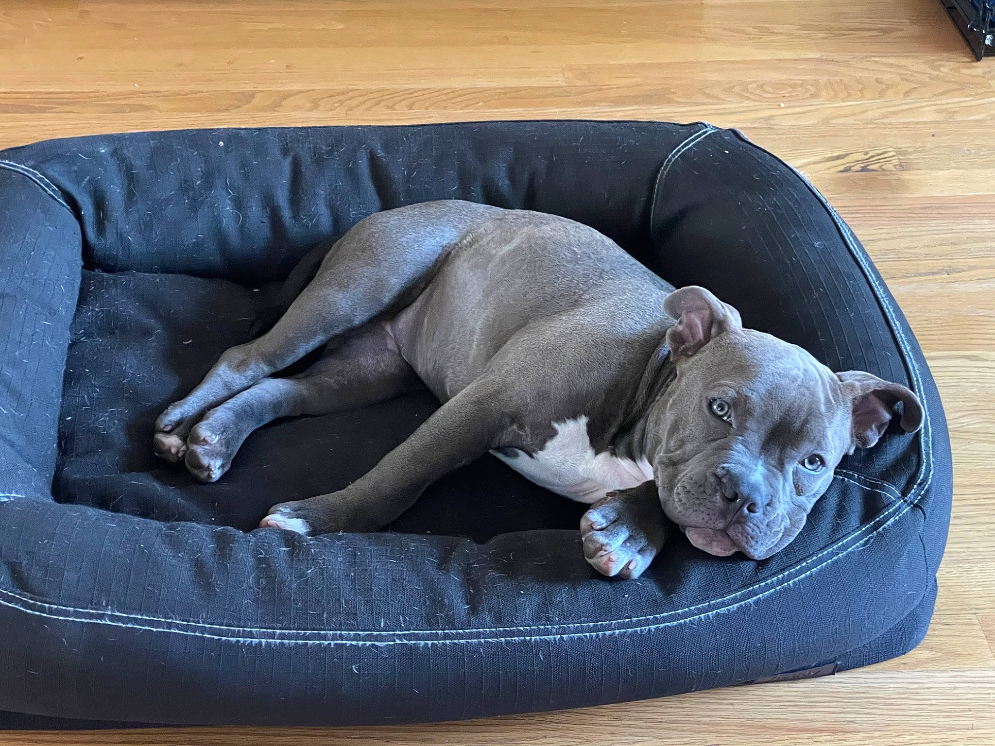 Lou Lou is registered to the contest to win money with this photo: carnivore, cat, comfort, companion_dog, couch, dog, dog_breed, dog_supply, fawn, felidae, grey, hardwood, paw, pet_supply, small_to_medium_sized_cats, snout, sporting_group, tail, terrestrial_animal, whiskers