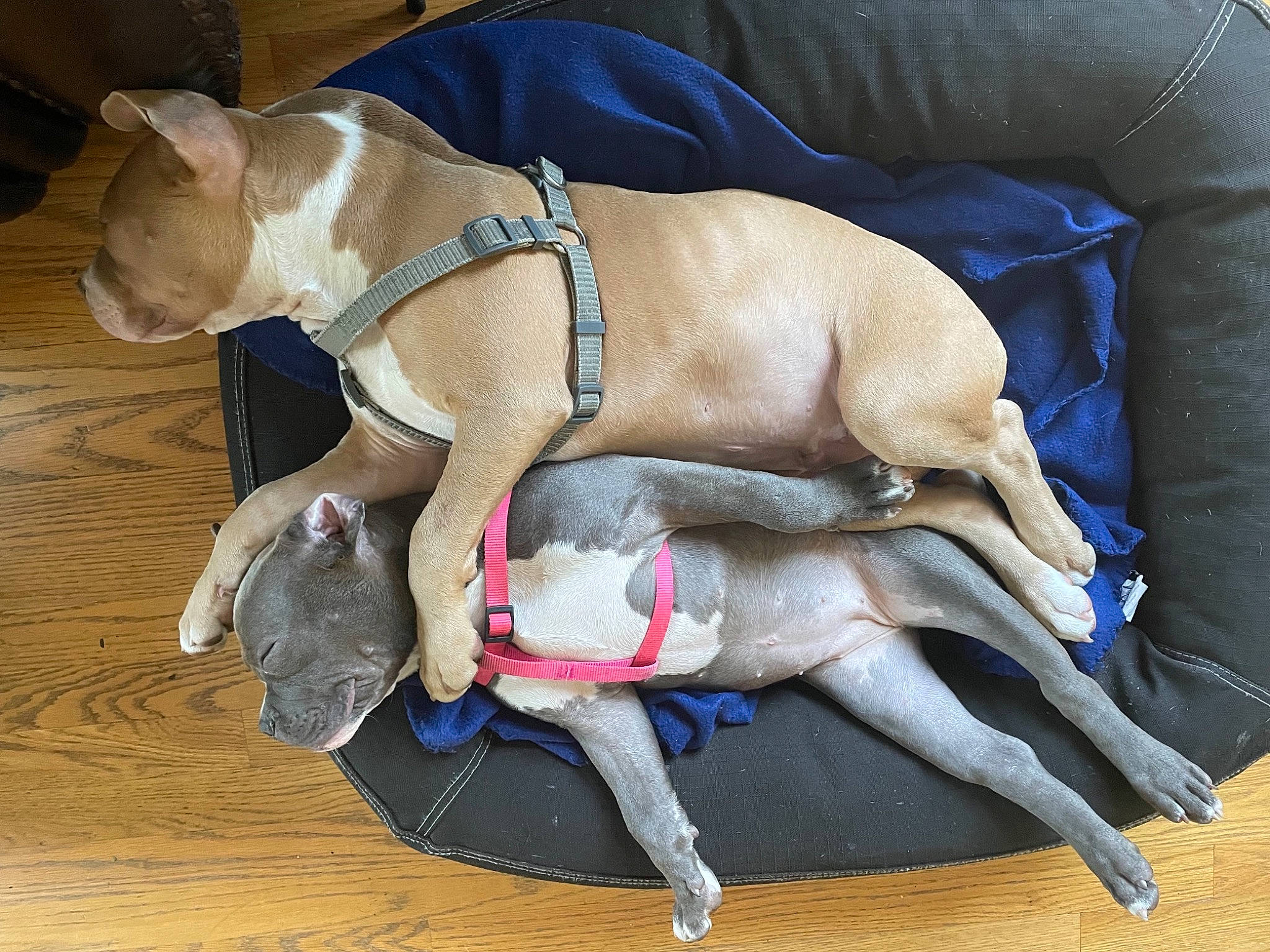 Lou Lou joined the competition — help win amazing prizes! canidae, carnivore, collar, comfort, companion_dog, dog, dog_breed, dog_clothes, dog_collar, dog_supply, fashion_accessory, fawn, leash, pet_supply, snout, sporting_group, tail, tie, toy_dog, working_animal