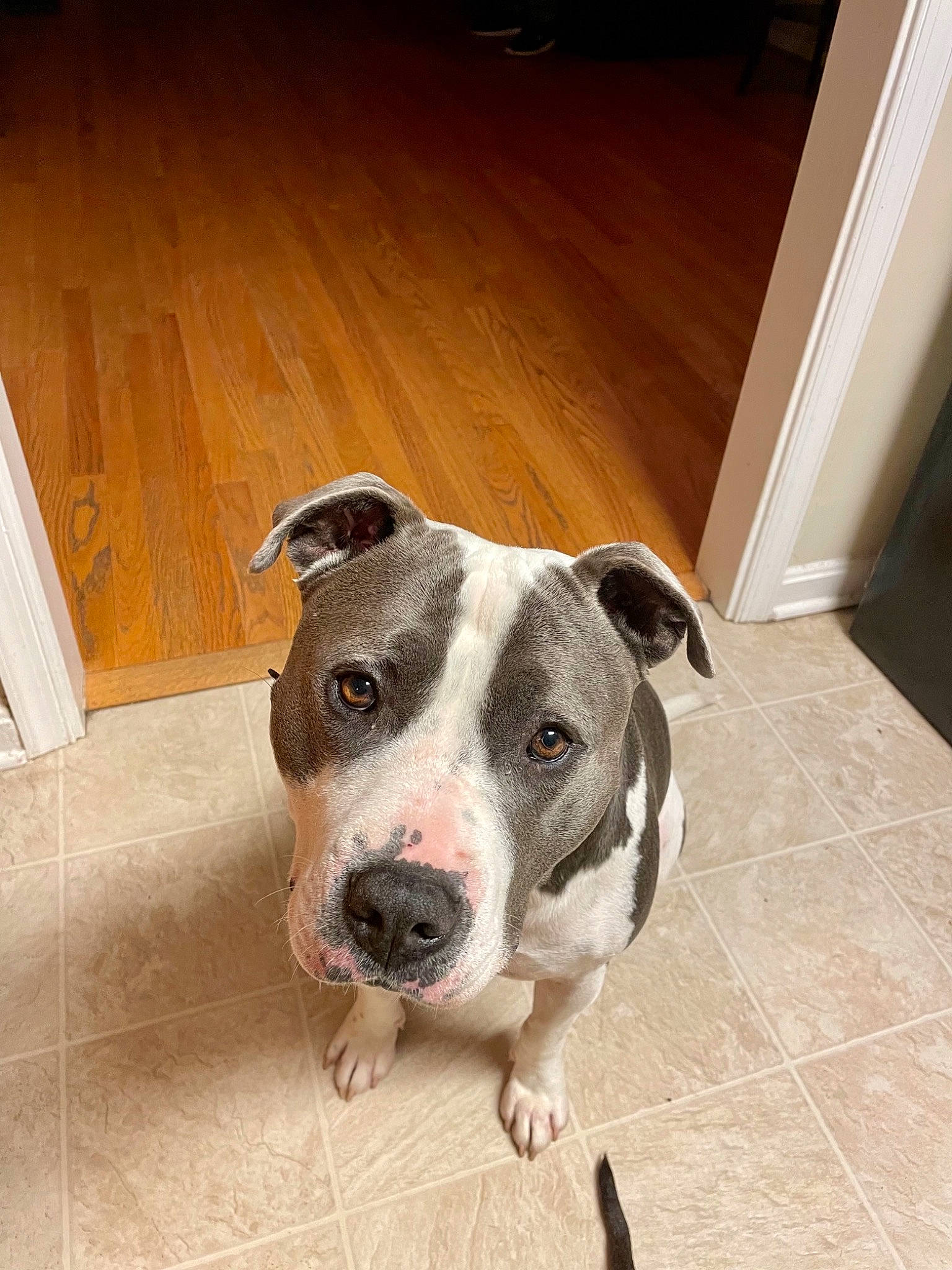 Amari is registered to the contest to win money with this photo: carnivore, collar, companion_dog, dog, dog_breed, door, fawn, floor, flooring, hardwood, laminate_flooring, paw, plank, snout, varnish, whiskers, wood, wood_flooring, wood_stain, working_animal