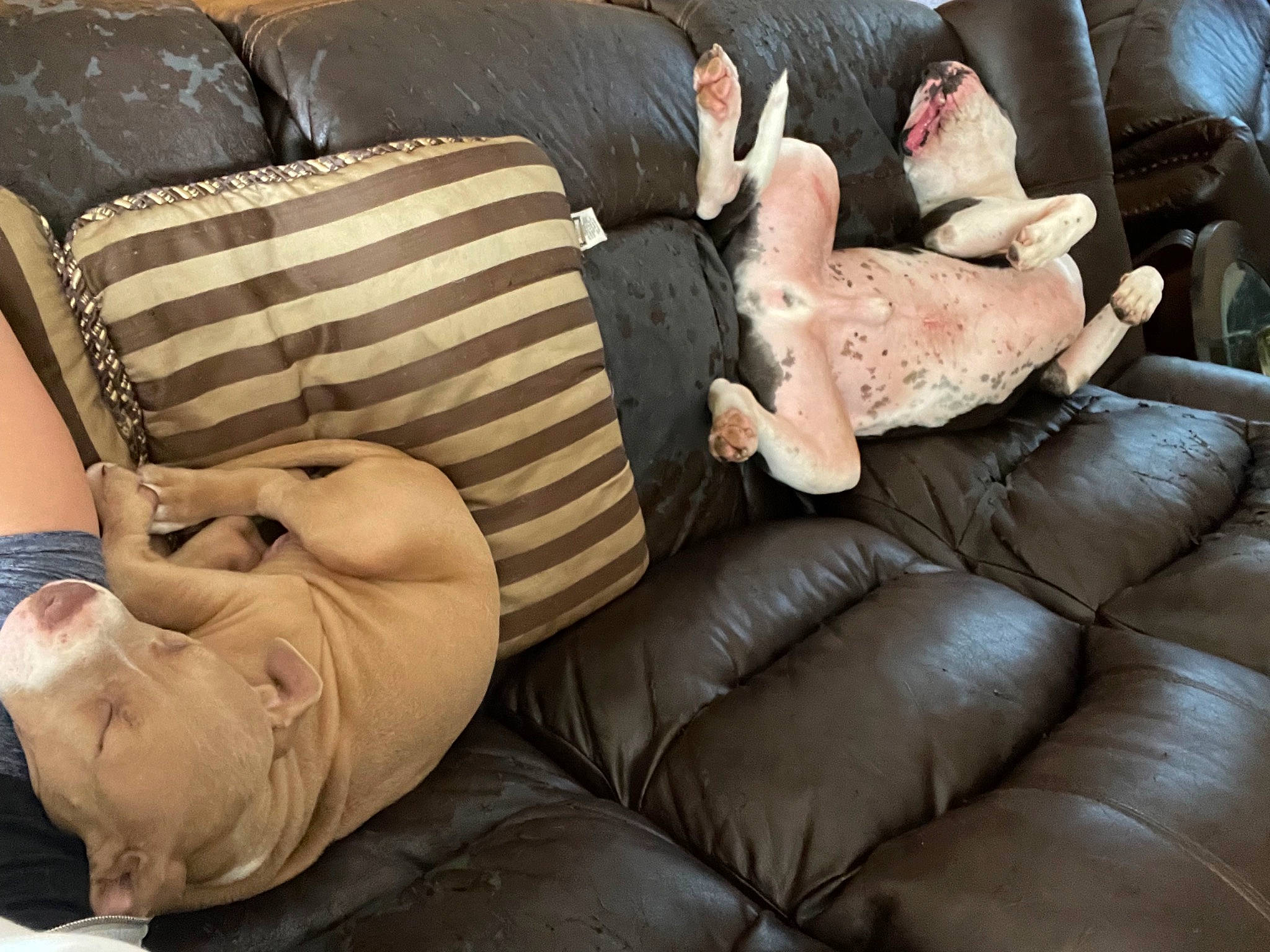 Amari is registered to the contest to win money with this photo: abdomen, comfort, couch, elbow, eyewear, flesh, foot, fur, human_body, human_leg, knee, lap, leather, leg, leisure, luxury_vehicle, nail, nap, sitting, thigh