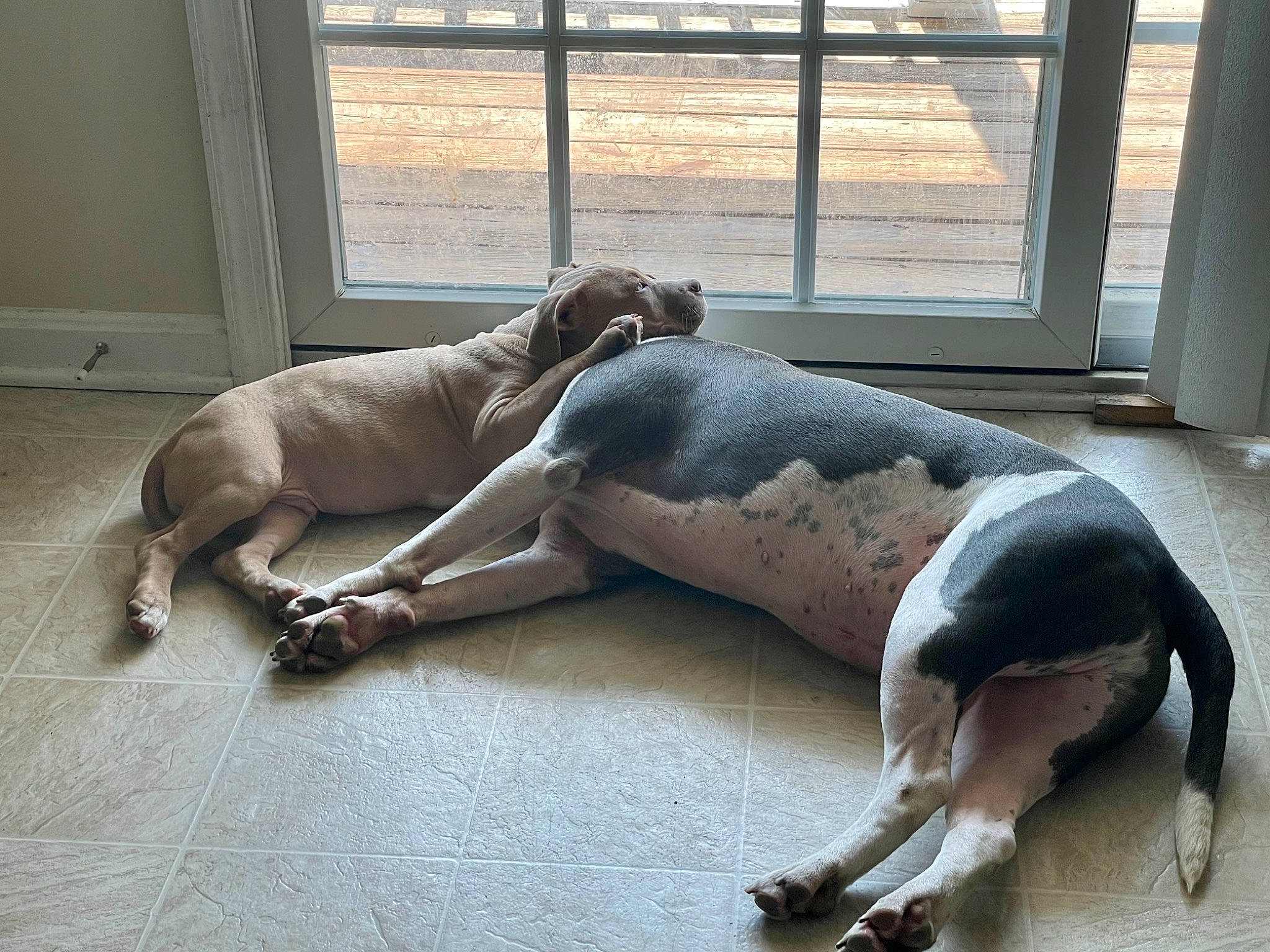 Amari is registered to the contest to win money with this photo: art, barechested, barefoot, chest, comfort, elbow, floor, flooring, foot, human_body, human_leg, knee, leg, sandal, sitting, sock, thigh, trunk, window, wood