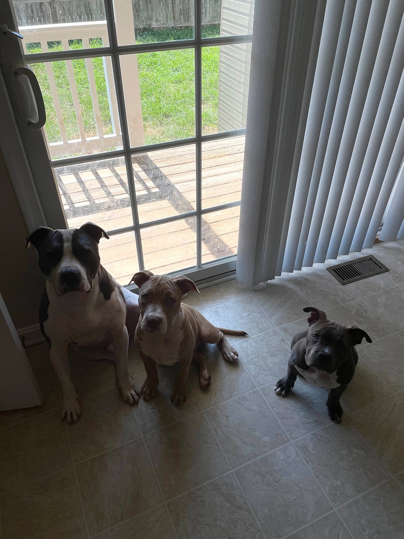 Amari is registered to the contest to win money with this photo: carnivore, collar, comfort, companion_dog, dog, dog_breed, fawn, floor, flooring, hardwood, mammal, pet_supply, shade, snout, sporting_group, tail, toy_dog, vertebrate, wood, working_animal