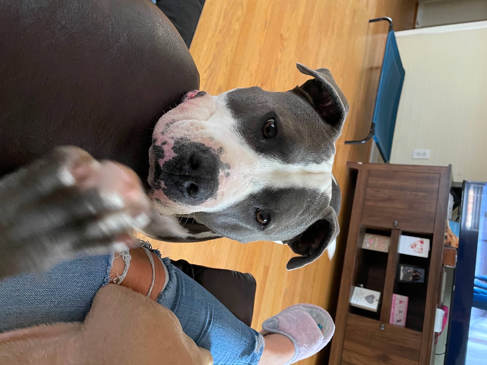 Amari joined the competition — help win amazing prizes! box, canidae, carnivore, chair, collar, comfort, companion_dog, dog, dog_breed, flooring, nail, non_sporting_group, pet_supply, shipping_box, snout, sporting_group, window, wood, working_animal