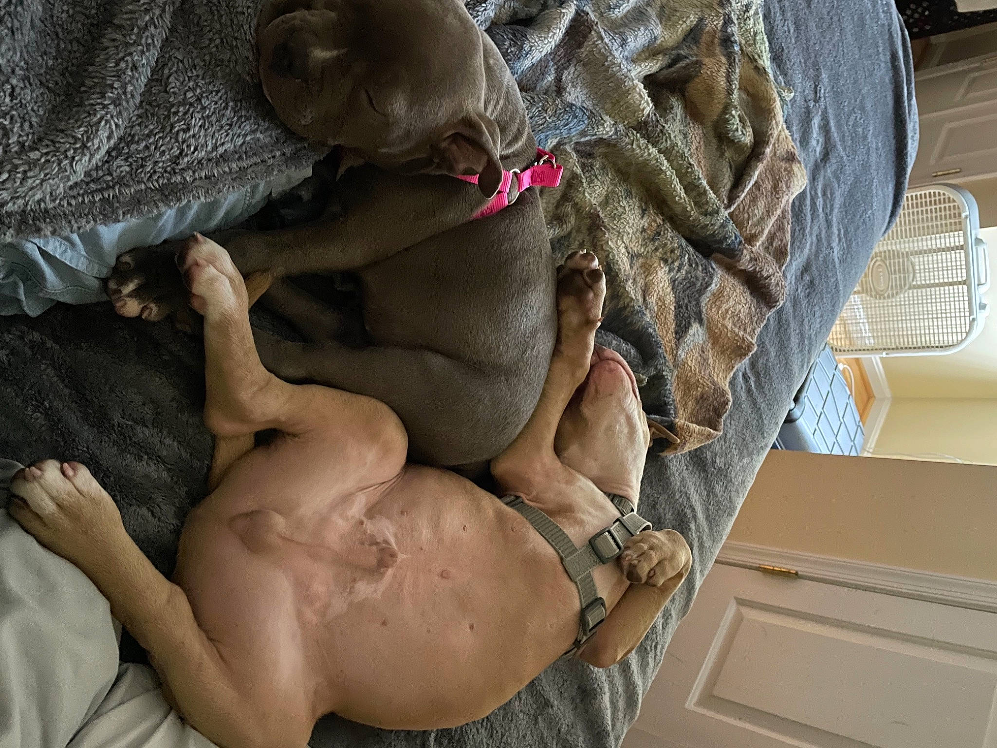 Benny is registered to the contest to win money with this photo: abdomen, barechested, brassiere, carmine, chest, comfort, elbow, flesh, foot, human_leg, knee, linens, lingerie, navel, room, swimwear, textile, thigh, trunk, undergarment