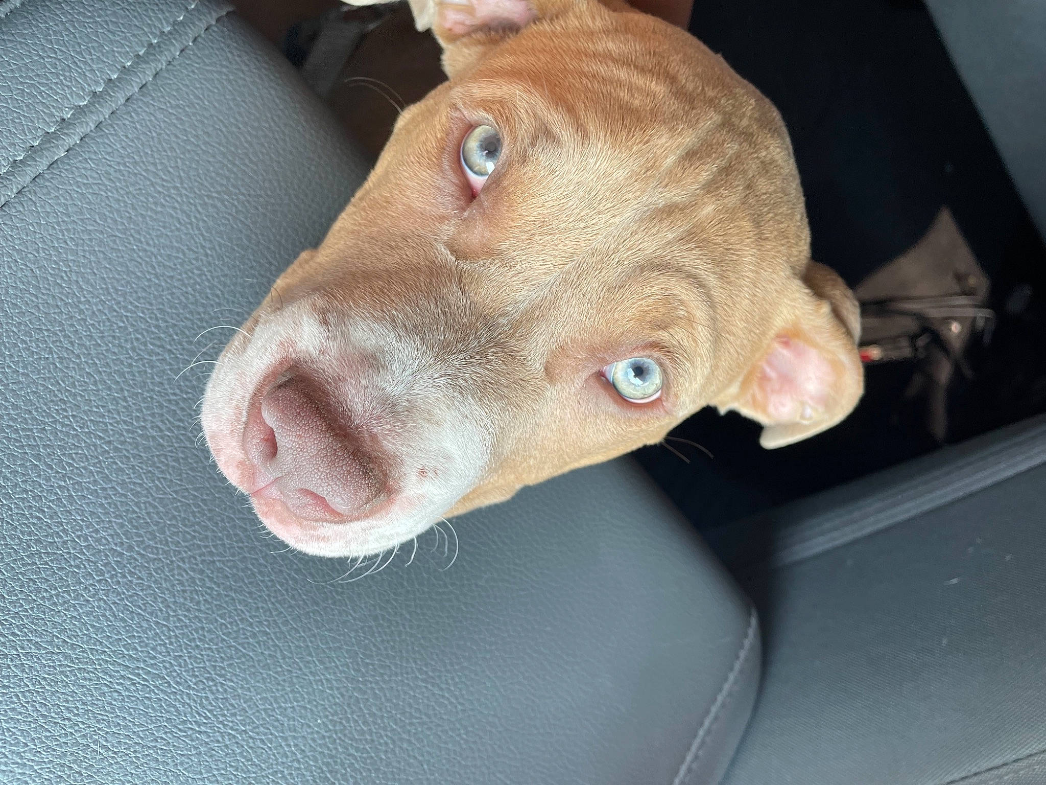 Benny is registered to the contest to win money with this photo: canidae, carnivore, companion_dog, dog, dog_breed, ear, eye, fawn, jaw, liver, non_sporting_group, pet_supply, snout, sporting_group, vehicle, whiskers, windshield, working_animal, wrinkle