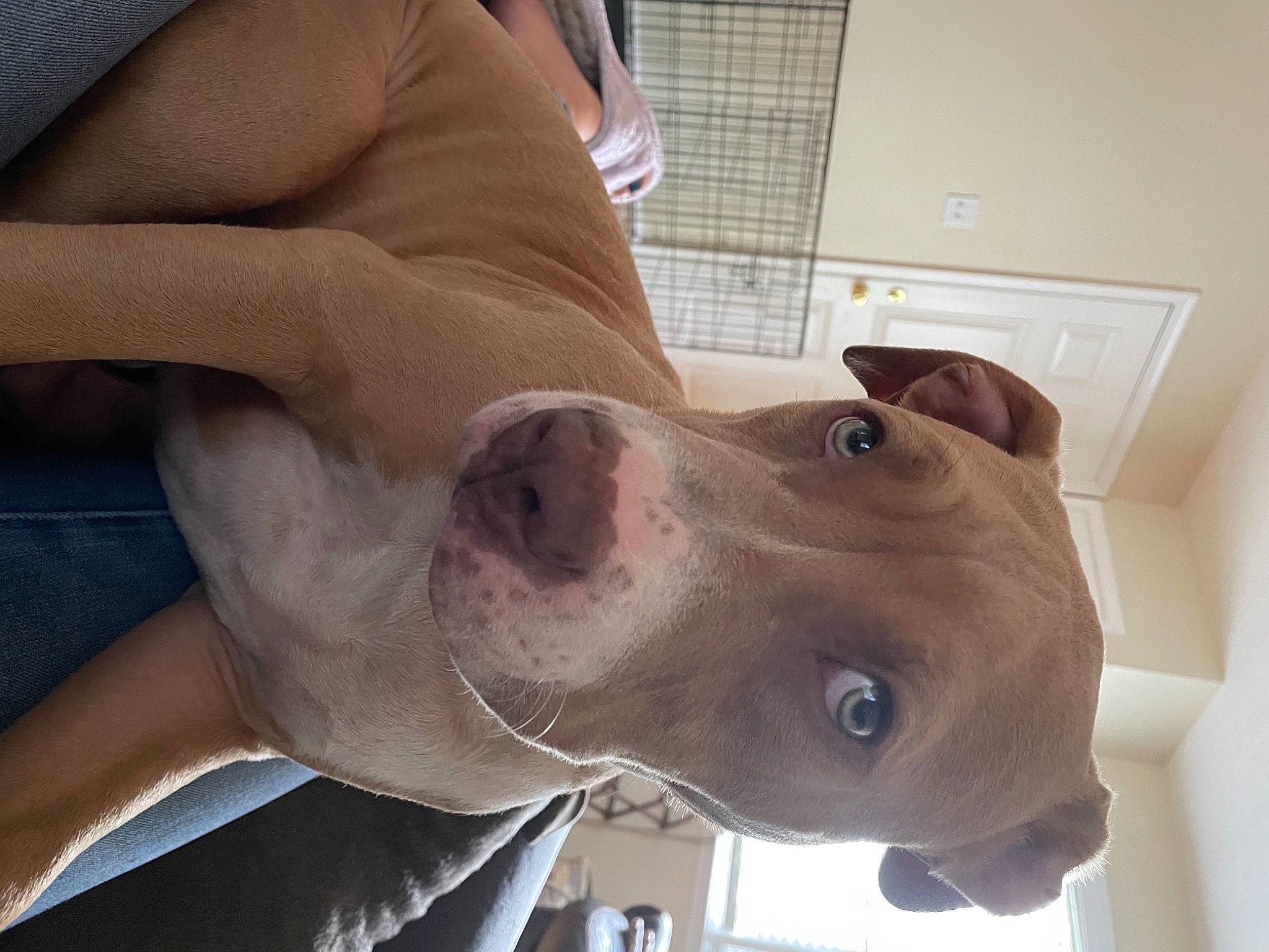 Benny is registered to the contest to win money with this photo: canidae, carnivore, collar, dobermann, dog, dog_breed, ear, fawn, foot, gesture, jaw, liver, nail, personal_protective_equipment, selfie, snout, sporting_group, throat, working_animal, wrinkle