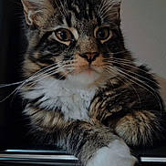 Ulysse participe au concours pour gagner de l'argent avec cette photo : animal, cat, closeup, cute, domestic, ears, feline, fluffy, fur, indoor, mammal, paws, pet, portrait, relaxed, resting, soft_lighting, tabby, whiskers, wooden_surface
