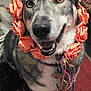 dog, dog_face, flower_crown, garland, collar, ribbons, leash, smile, teeth, heterochromia, closeup, portrait, indoor, carpet, fur, nose, eyes, happy, screenshot_ui, camera_overlay