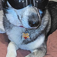 Maddison joined the competition — help win amazing prizes! dog, husky, pet_dog, mask, masquerade_mask, collar, id_tag, fur, paw, nose, eyes, closeup, portrait, blanket, bed, indoor, screenshot, phone_ui, play_button, slow_mo