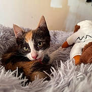 Vanille participe au concours pour gagner de l'argent avec cette photo : calico_kitten, cat, kitten, fluffy_blanket, plush_toy, indoor, pet, cute, animal, feline, whiskers, pink_nose, relaxed, young_animal, soft_texture, resting, close_up, home, curious, cozy