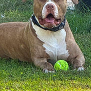 Sir Charles Barkly is registered to the contest to win money with this photo: animal, brown_dog, canine, close_up, collar, dog, ears, friendly, grass, happy, nature, outdoor, pet, playful, resting, summer, sunlight, tennis_ball, tongue_out, white_chest