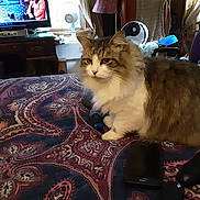 Ziggy joined the competition — help win amazing prizes! cat, bed, blanket, remote_control, smartphone, fan, television, furniture, indoor, household_items, patterned_bedspread, fluffy_cat, tabby_cat, resting, domestic, cozy_room, curtains, decor, electronics, wooden_furniture