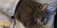 Sid is registered to the contest to win money with this photo: cat, gray_cat, blanket, bed, sleeping, resting, cozy, fur, pet, indoor, animal, cute, relaxed, soft, snuggled, comfort, whiskers, paw, ears, feline