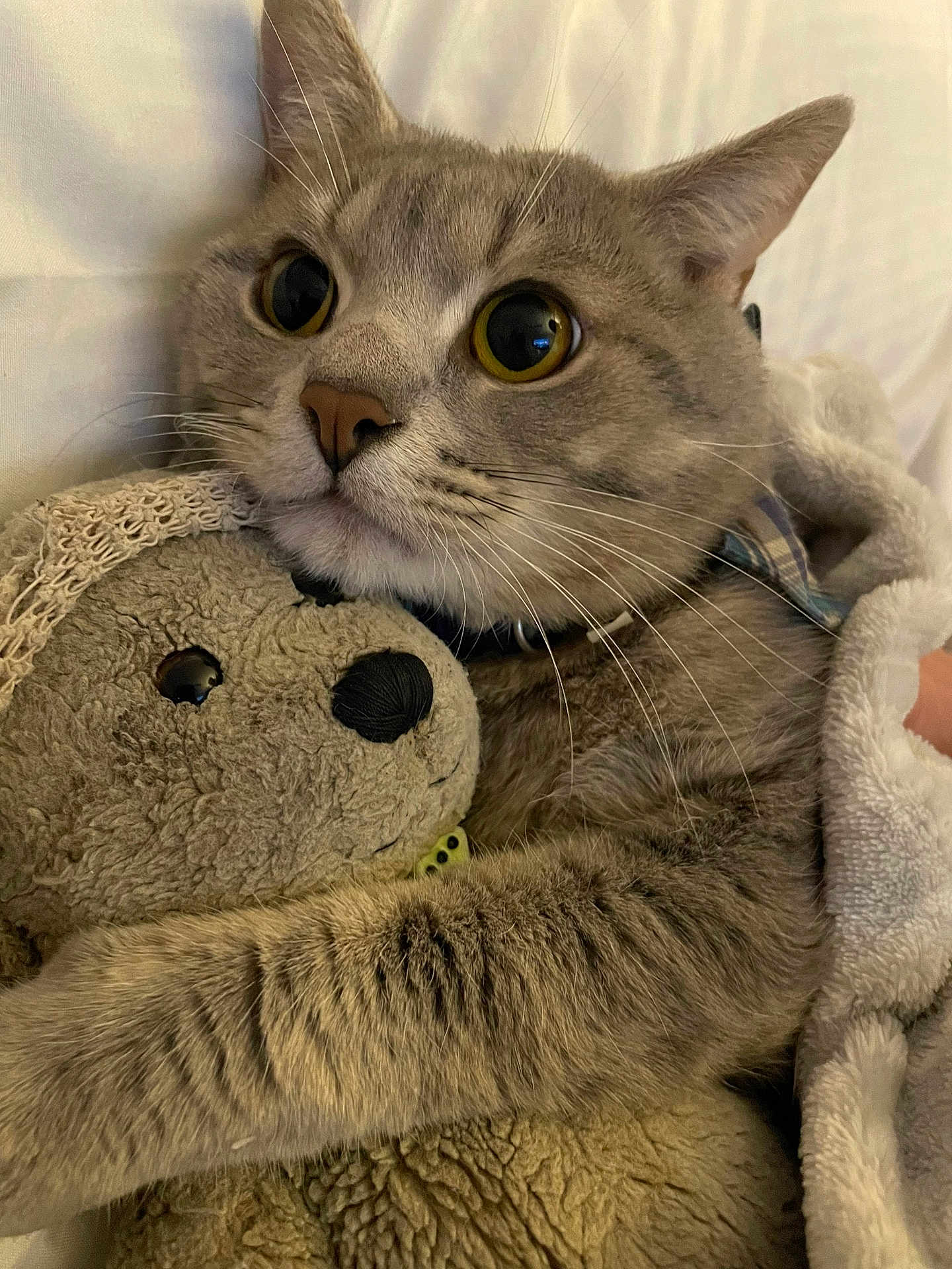 Sid joined the competition — help win amazing prizes! cat, gray_tabby, teddy_bear, stuffed_animal, hugging, blanket, cozy, bed, whiskers, fur, close_up, indoor, cute, pet, animal, soft, eyes, nostalgia, comfort, sleepy