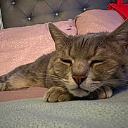 Sid joined the competition — help win amazing prizes! cat, gray_cat, sleeping, resting, bed, pillow, soft_texture, indoor, pet, feline, closeup, cozy, relaxed, whiskers, ears, nose, paw, tufted_headboard, blanket, nap