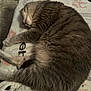 Sid joined the competition — help win amazing prizes! cat, sleeping, gray_tabby, curled_up, blanket, soft_texture, indoor, pet, feline, resting, cozy, fur, striped, relaxed, animal, cute, domestic_cat, mammal, quiet, peaceful