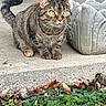 Stella is registered to the contest to win money with this photo: cat, tabby_cat, animal, pet, feline, outdoor, concrete, planter, stone, greenery, leaves, alert, whiskers, ears, tail, paws, nature, closeup, daylight, curious