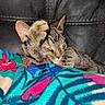 cat, kitten, tabby, sleeping, paw, blanket, colorful, pattern, tropical, couch, leather, cozy, cute, pet, animal, fur, indoor, relaxing, resting, snuggled