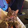 Stella joined the competition — help win amazing prizes! cat, tabby, pet, animal, tongue_out, indoor, couch, blanket, pillow, remote_control, feline, cute, playful, relaxed, person_hand, closeup, lying_down, domestic_animal, cozy, fur