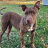 Zeus joined the competition — help win amazing prizes! dog, brindle, grass, autumn_leaves, ears_up, alert, outdoor, nature, trees, barn, sky, daylight, canine, pet, animal, muzzle, tail, standing, fur, background