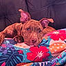 Zeus joined the competition — help win amazing prizes! dog, brindle, blanket, floral_pattern, couch, leather, pet, animal, ears, relaxed, indoor, comfort, paw, face, lying_down, colorful, cozy, resting, cute, domestic_animal