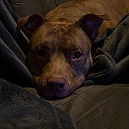 Zeus is registered to the contest to win money with this photo: dog, brown_dog, couch, blanket, pet, indoor, resting, cozy, fur, canine, sleepy, relaxed, animal, comfort, home, snuggled, ears, face, lying_down, quiet