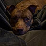 dog, brown_dog, couch, blanket, pet, indoor, resting, cozy, fur, canine, sleepy, relaxed, animal, comfort, home, snuggled, ears, face, lying_down, quiet